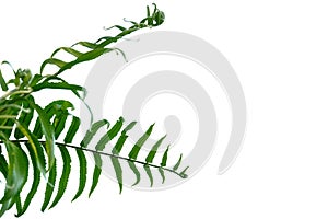 Fern leaves on white isolated background for green foliage backdrop