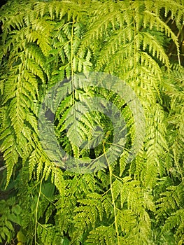 Fern leaves with a yellowish green color on a dark background