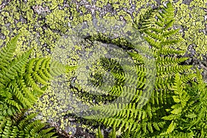 Fern on Lichen Granite Stone