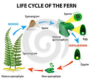 Felce vita ciclo 