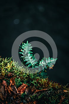 Fern in light in forest photo