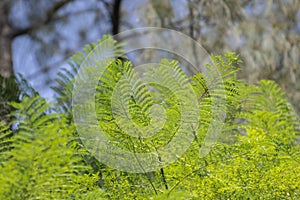 Fern like Green Leaves and Tree Background