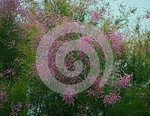 Fern like tree blooming with pink flowers