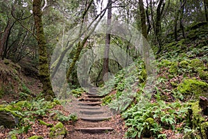 Fern lined hiking trail, Sugarloaf Ridge State Park, Sonoma County, California