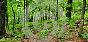 Fern lined green landscape photo