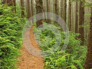 Fern Lined Path
