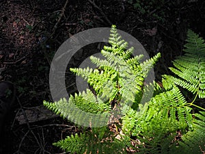 A fern lit by sunbeam in a forest of Evvia Euboea, Greece