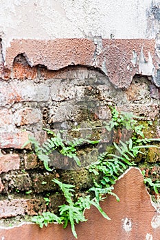 Fern living on bricks wall