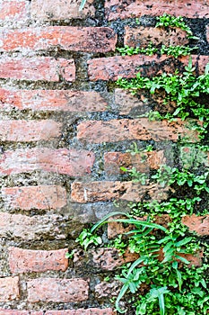 Fern living on bricks wall