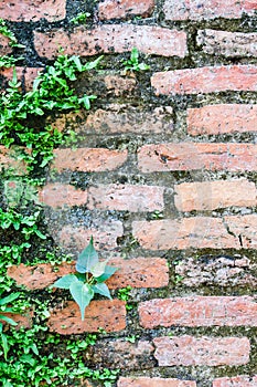 Fern living on bricks wall