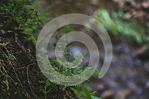 Fern on a log