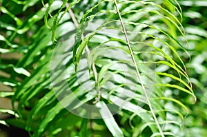 Fern or lomariopsidaceae, Nephrolepidaceae or Nephrolepis or Nephrolepis sp or  Nephrolepis sp cultivar