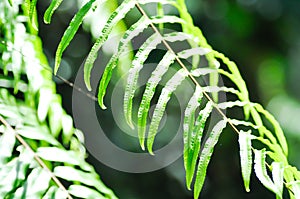 Fern or lomariopsidaceae, Nephrolepidaceae or Nephrolepis or Nephrolepis sp or  Nephrolepis sp cultivar