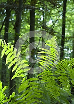 Fern in lush green forest