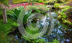 Fern and  Lysichiton camtschatcensis   now not blossoming in japanese garden photo