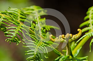 Fern photo