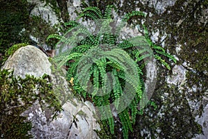 Fern maidenhair spleenwort - Asplenium trichomanes on the rock photo