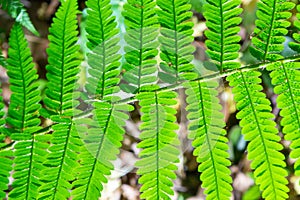 Fern is a member of a group of vascular plants that reproduce by spores and have neither seeds nor flowers. Medicinal plant