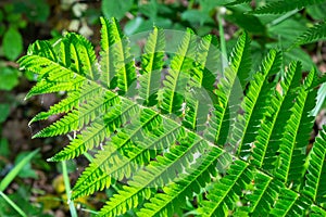 Fern is a member of a group of vascular plants that reproduce by spores and have neither seeds nor flowers. Medicinal plant