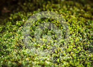 fern moss closeup