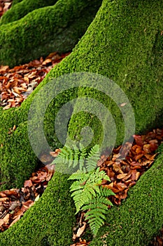 Fern on moss covered tree roots