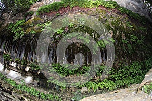 Fern and moss grotto along Bull Creek