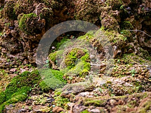 Fern and moss and little plant growing on rock