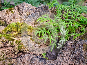 Fern and moss and little plant growing on rock