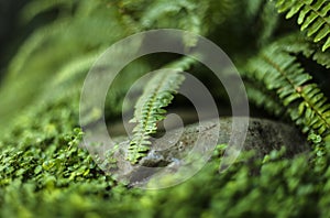 Fern, moss and a rock