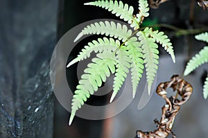 Fern ,Nephrolepis cordifolia or Chain Fern