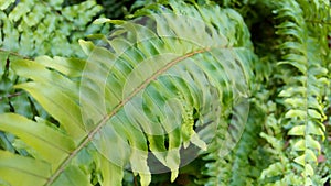 Fern Nephrolepis exaltata