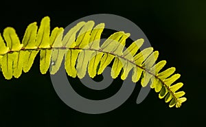 Fern nephrolepis leaf detail on dark