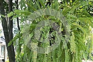 Fern Nephrolepis sp. hang on tree with nature background