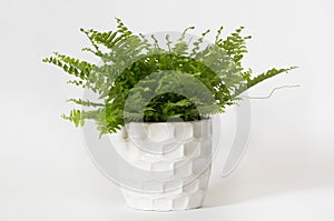 Fern nephrolepis in a white pot photo