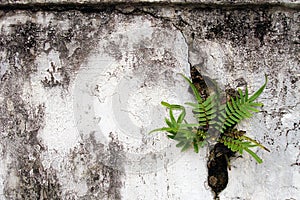 Helecho sobre el viejo agrietado muro 