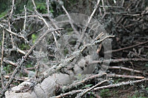 Old Conifer,with lichen. Fern and fallen trees in an old-growth forest.