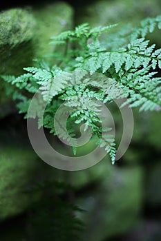 Fern on old wall