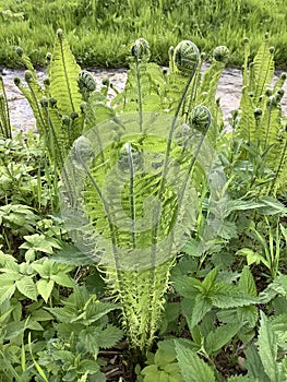 a fern opens its leaves