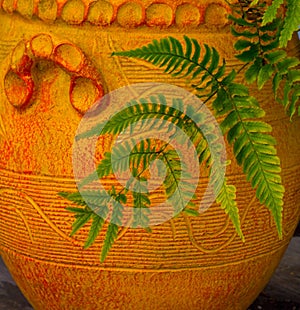 Fern in Terra Cotta Pot