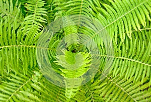 Fern ornament photo