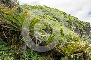 Fern palm in hill