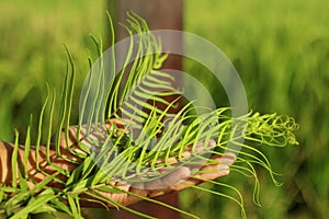 Fern or palm leaf in hand on blurry fresh green and morning sun light background.