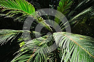 Fern palm sago palm Cycas revoluta close up