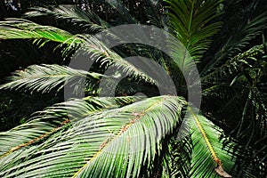 Fern palm sago palm Cycas revoluta close up