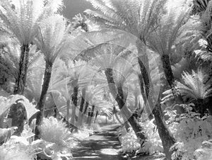 Fern Path in Infrared