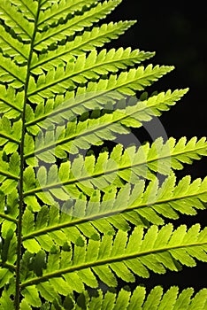 Fern pattern