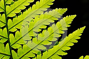 Fern pattern