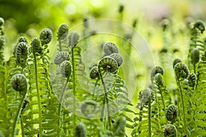 Fern photo