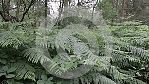 Fern and pines  in Cannock chase forest,  UK