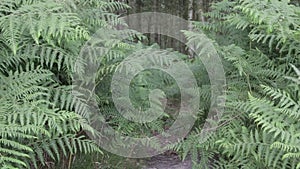 Fern and pines  in Cannock chase forest,  UK